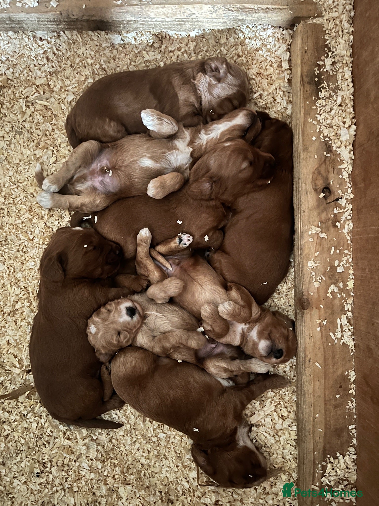 Cockapoo dogs Healthy, Confident, Golden Cockapoos - Advert 4