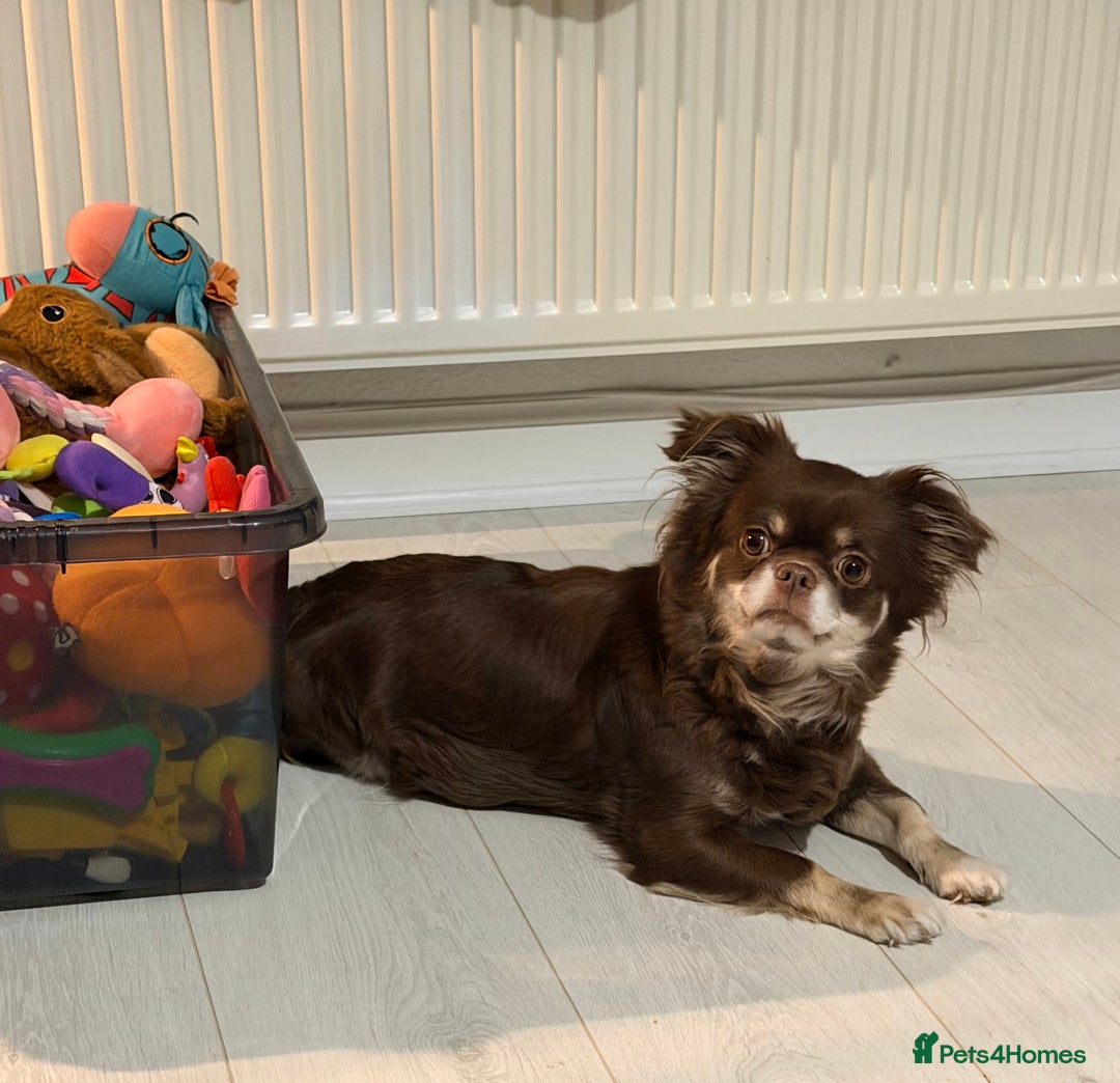 Chihuahua dogs for sale: Russian long coat chihuahua  - Advert 10