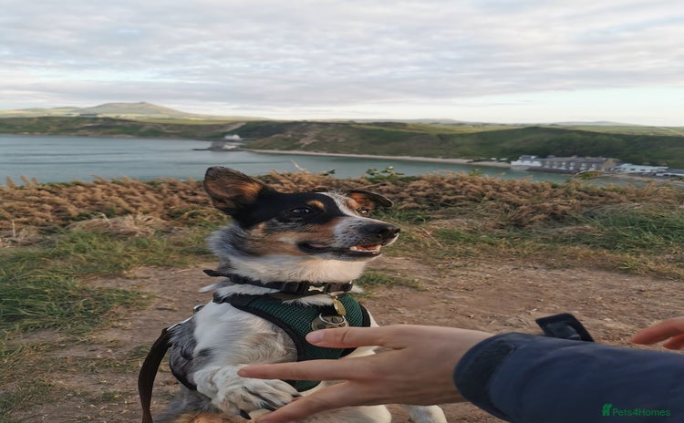 Border Collie dogs - Advert 2