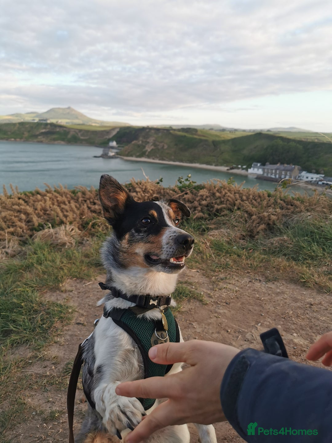 Border Collie dogs for sale: 18 month old energetic border collie - Image 1