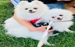 Pomeranian dogs for sale: Your little Pomeranian friend  - Image 5