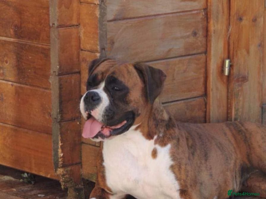 Boxer dogs X3 boxer puppies available from a litter of 6  - Advert 6