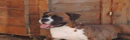 Boxer dogs for sale: X3 boxer puppies available from a litter of 6  in Rochdale - Advert 1
