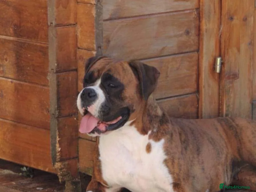 Boxer dogs for sale: X3 boxer puppies available from a litter of 6  in Rochdale - Advert 1