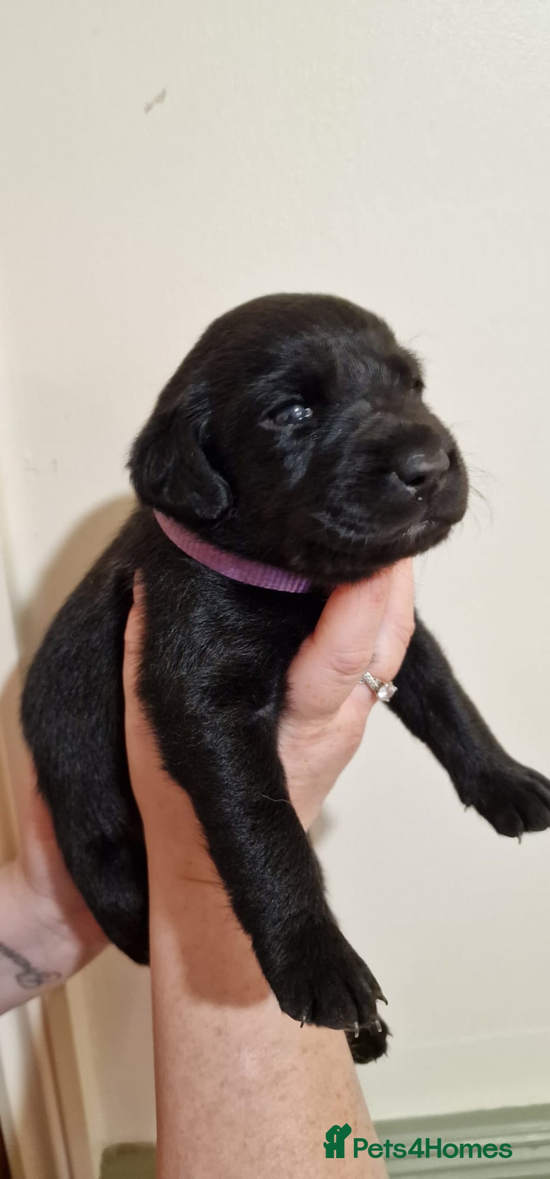 Labrador Retriever dogs for sale: KC Registered Black Lab (1 Girl, 1 boy remaining) - Image 26