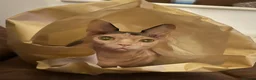 Sphynx cats for sale: Female sphynx - Advert 3