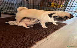 Pug dogs for sale: Beautiful chunky pug pups ready soon - Image 6