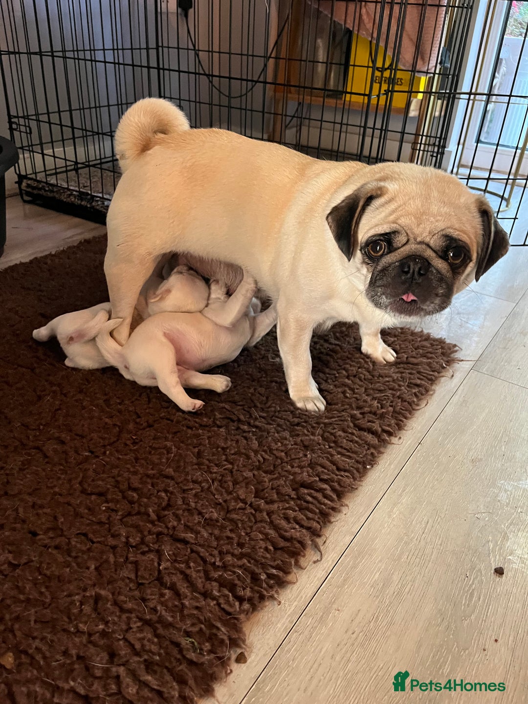 Pug dogs for sale: Beautiful chunky pug pups ready soon - Image 6