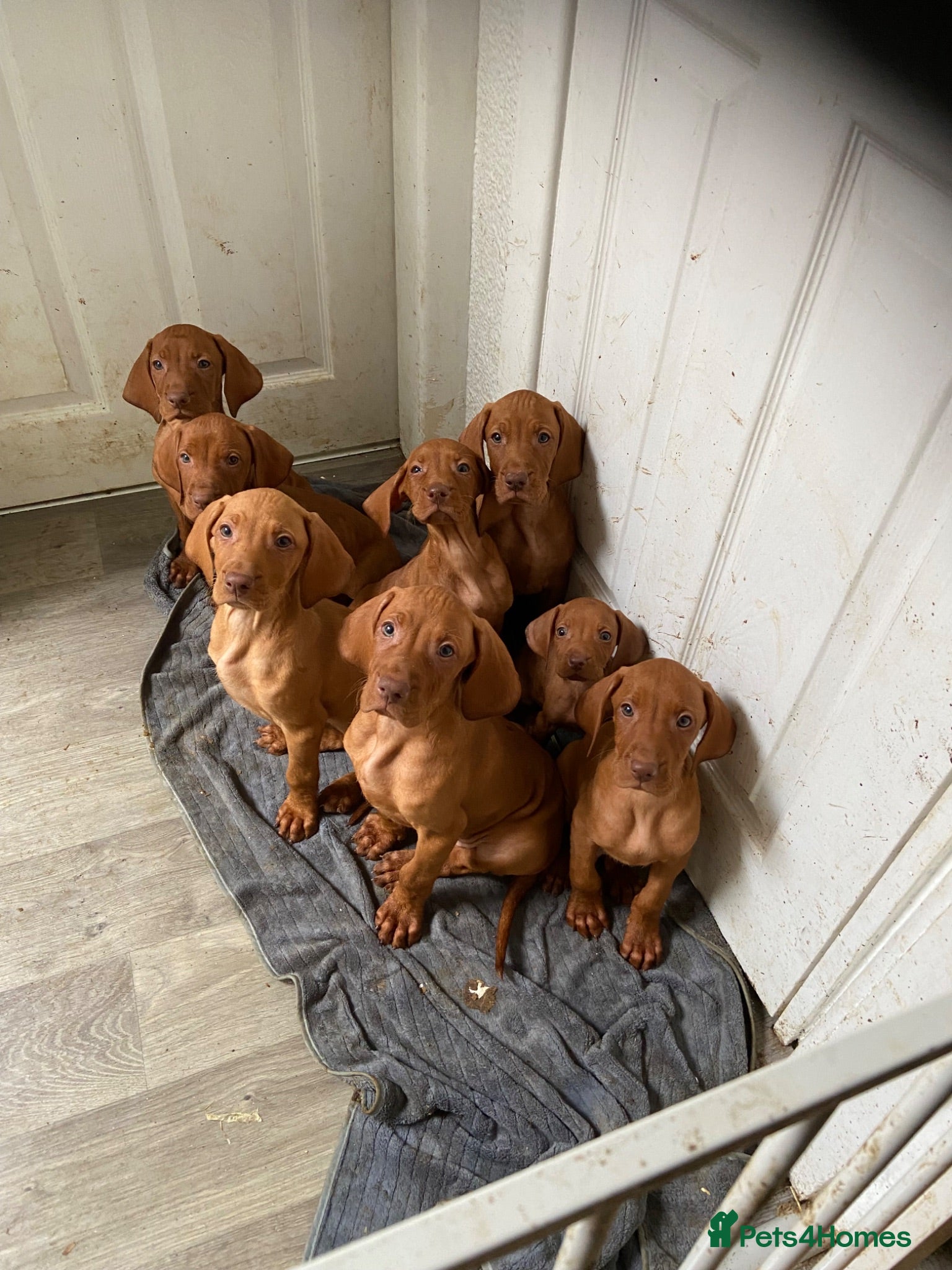Hungarian Vizsla dogs Hungarian vizsla  - Advert 3