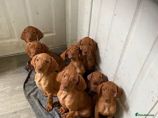 Hungarian Vizsla dogs Hungarian vizsla - Advert 3