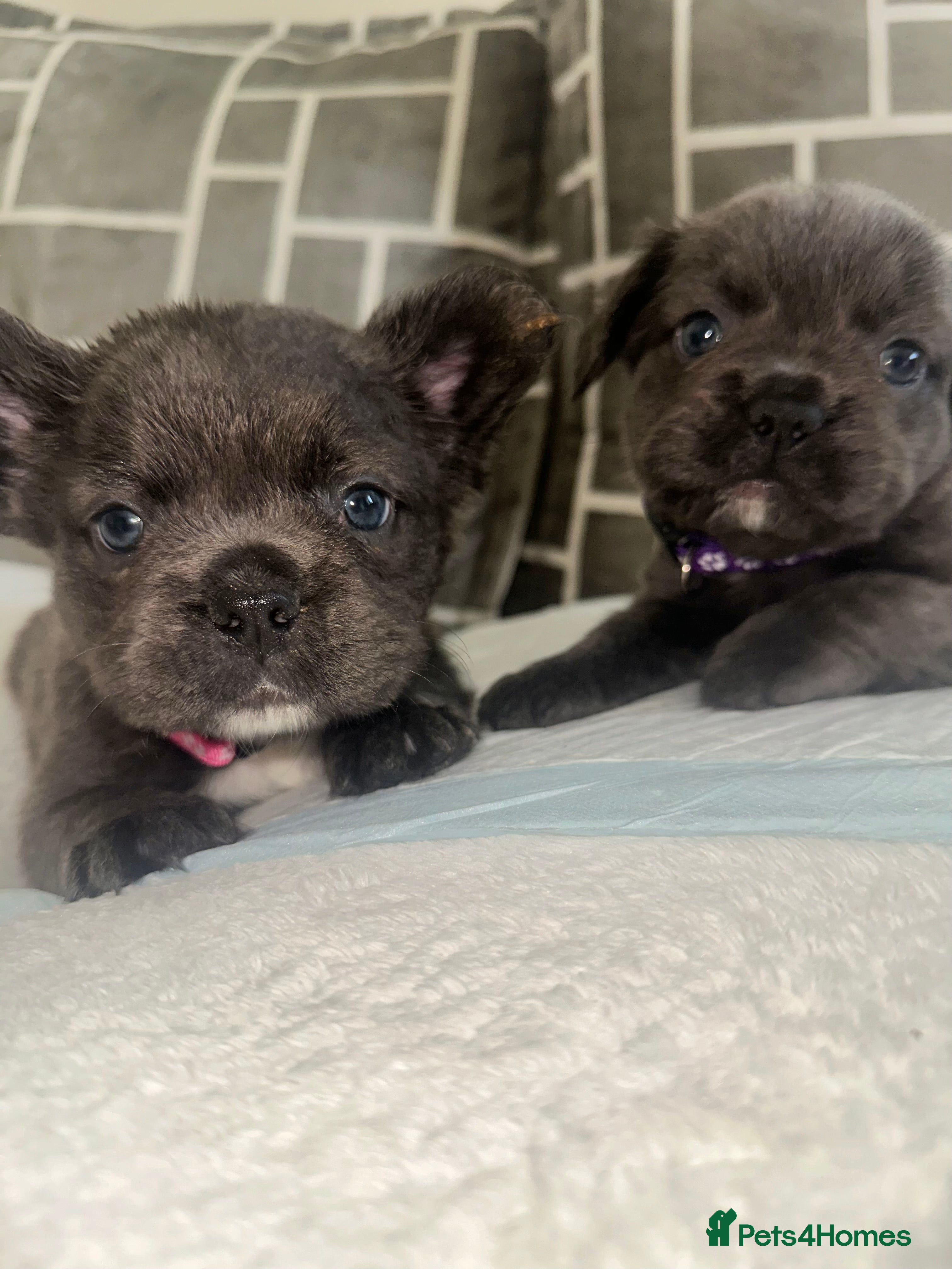 French Bulldog dogs Dwkc fluffy frenchies 🫶🏽 - Advert 1