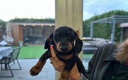 Miniature Dachshund dogs for sale: Miniature Daschunds  - Image 25