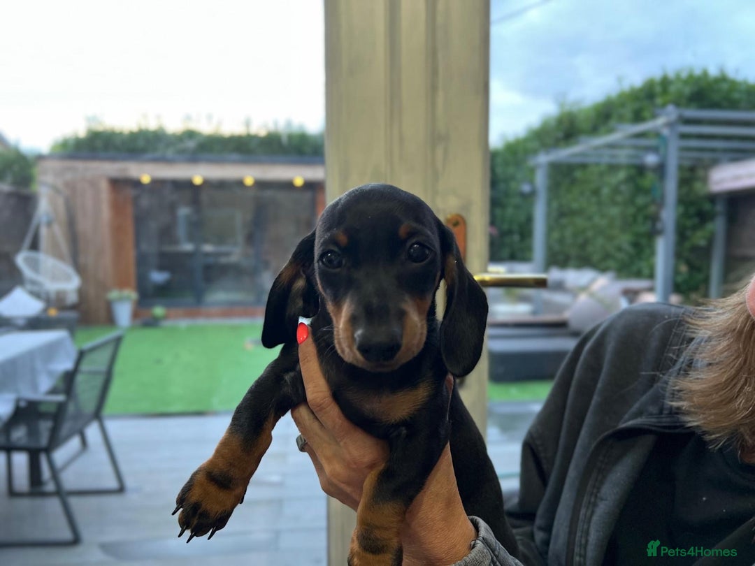 Miniature Dachshund dogs for sale: Miniature Daschunds  - Image 25