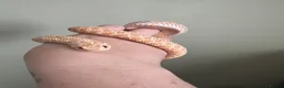 Snake reptiles for sale: Stunning Western Hognose female. With full set up - Advert 3