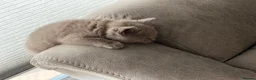 British Shorthair cats for sale: Beautiful GCCF Registered BH Kittens, Choc & Lilac - Advert 2