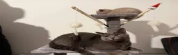 British Shorthair cats for sale: sweet gentle British Shorthair silky coat Kittens - Advert 11