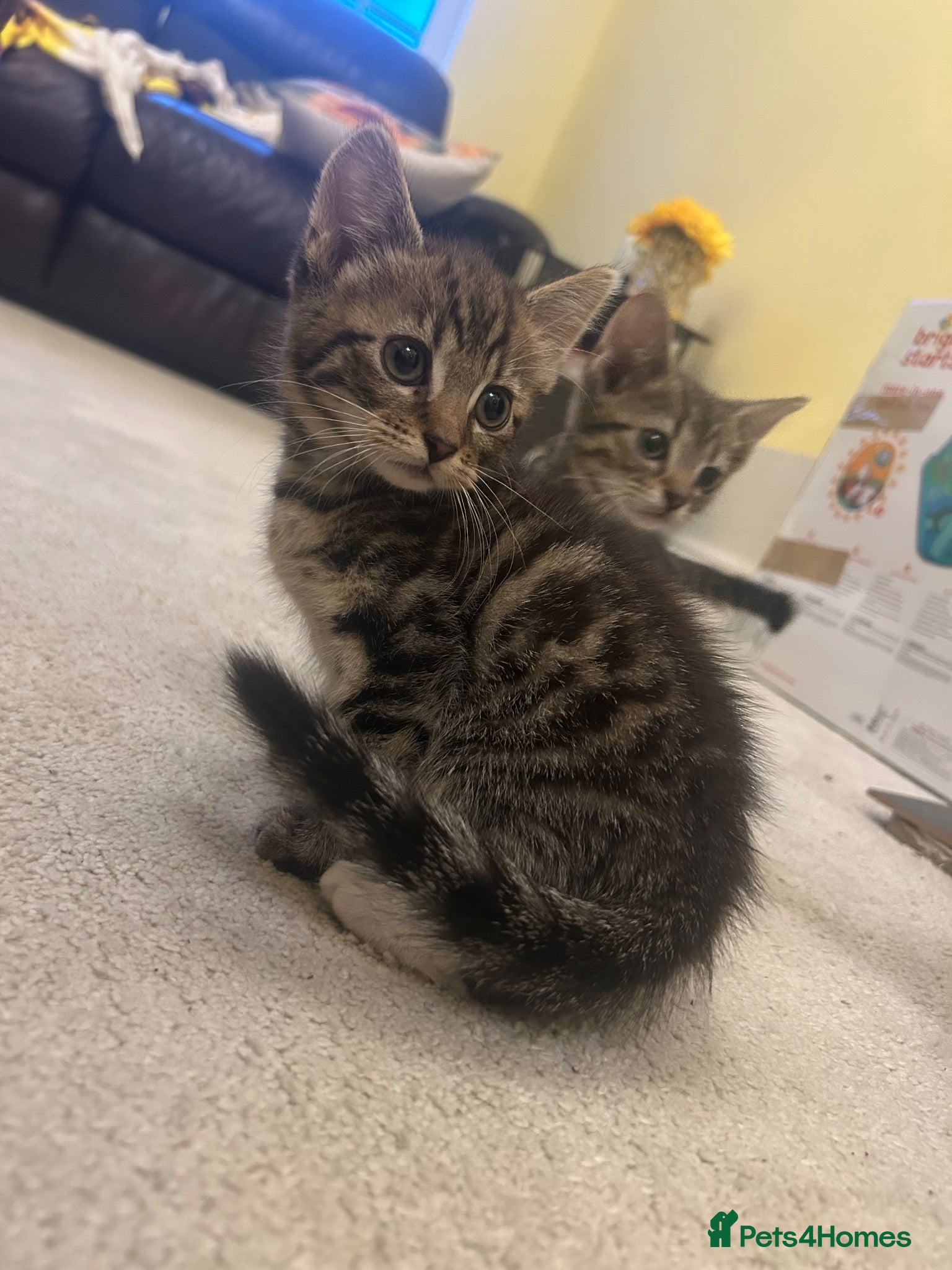 Mixed Breed cats Beautiful Baby Girl kittens - Advert 1