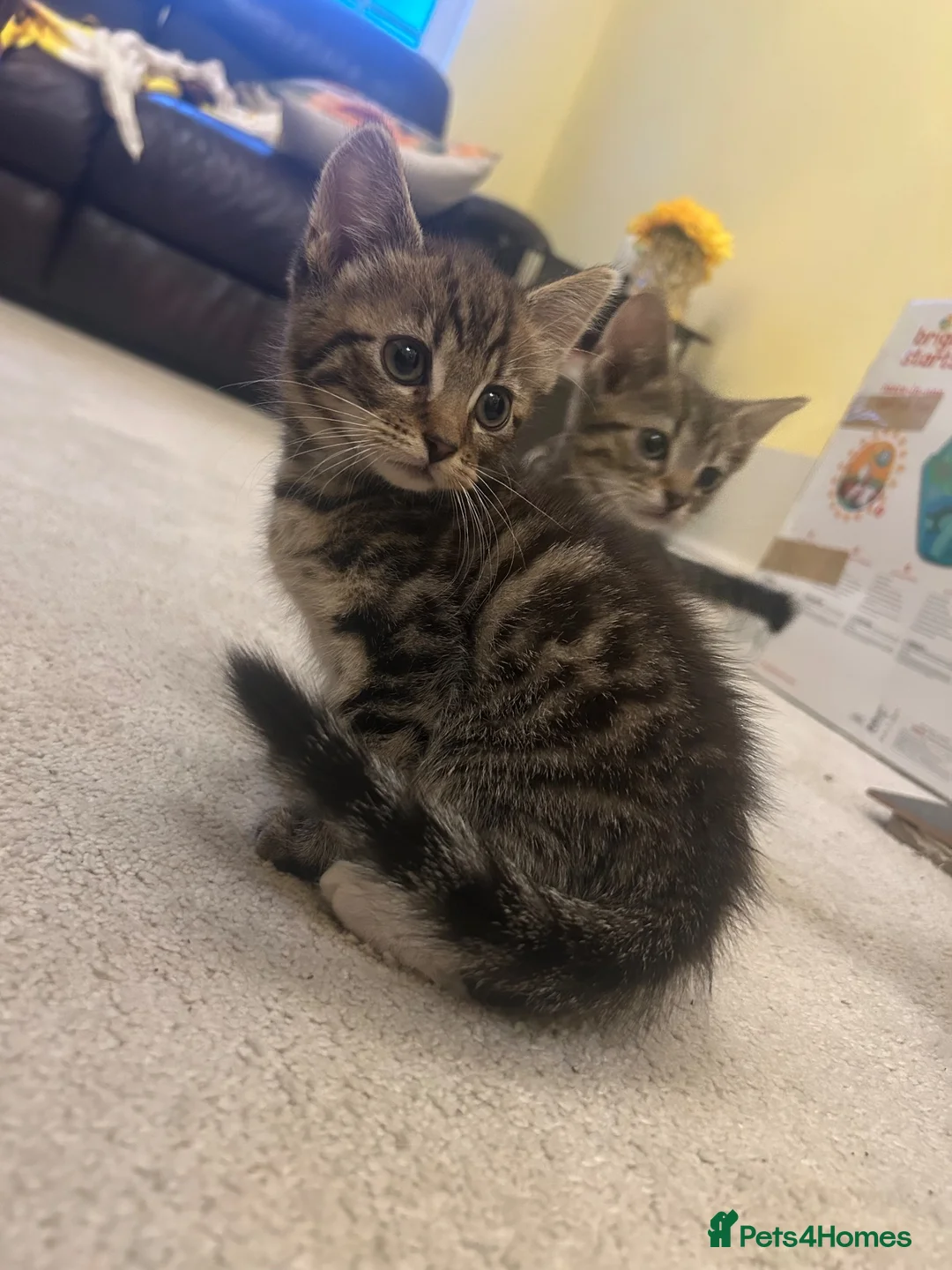 Mixed Breed cats for sale: Beautiful Baby Girl kittens - Advert 1