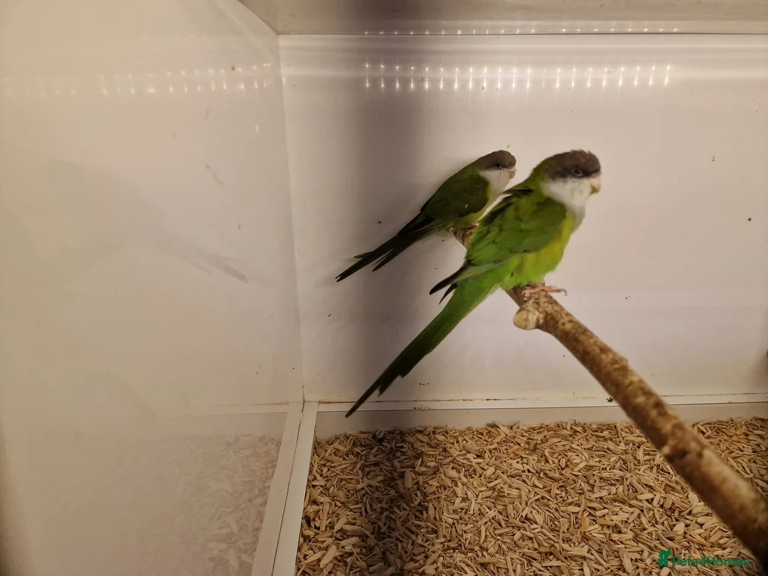 Parakeets birds for sale: Sierra (grey hooded) parakeets - Advert 1