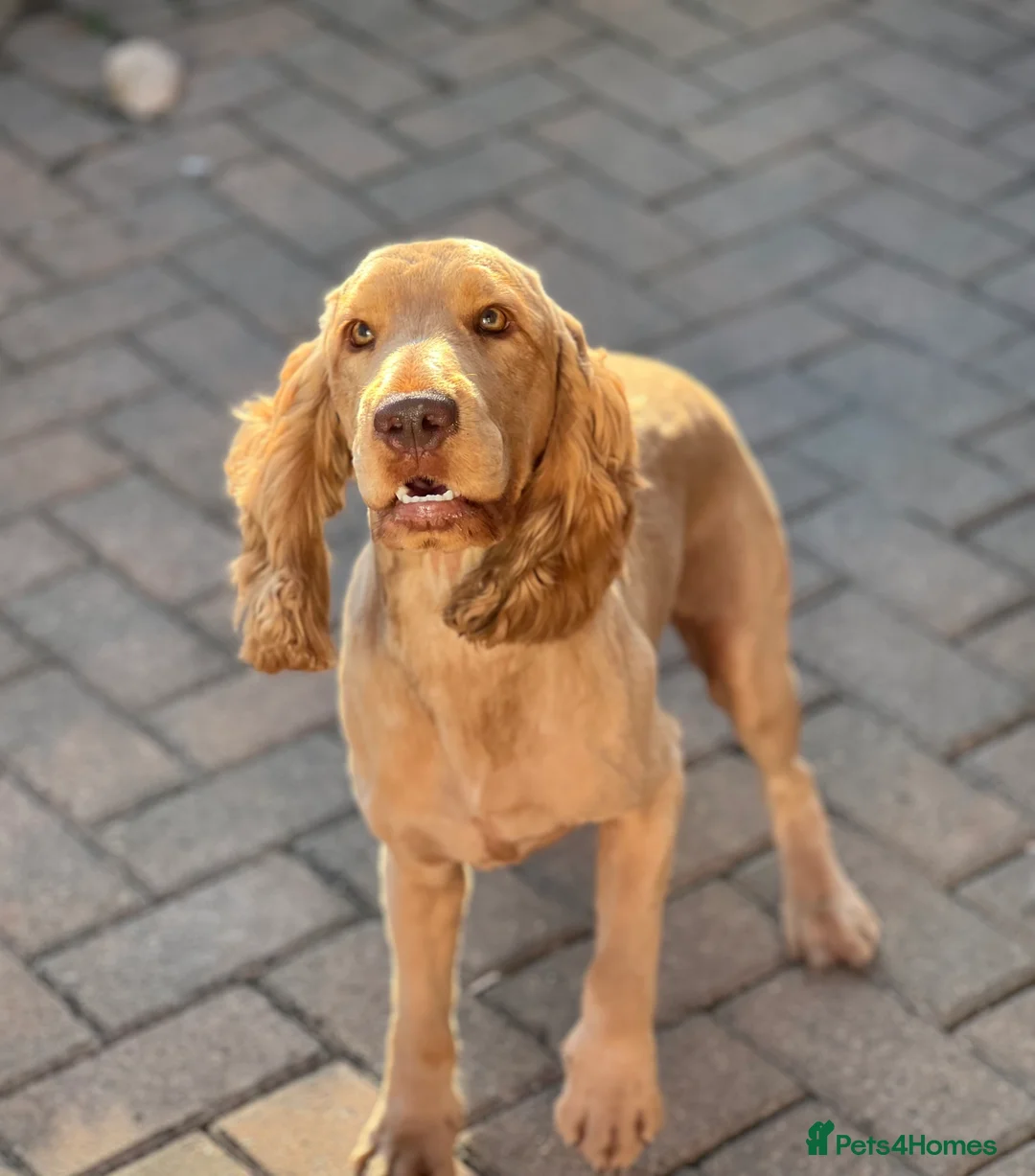 Cocker Spaniel dogs for stud: Show Type Cocker Spaniel For Stud  in Barnsley - Advert 3