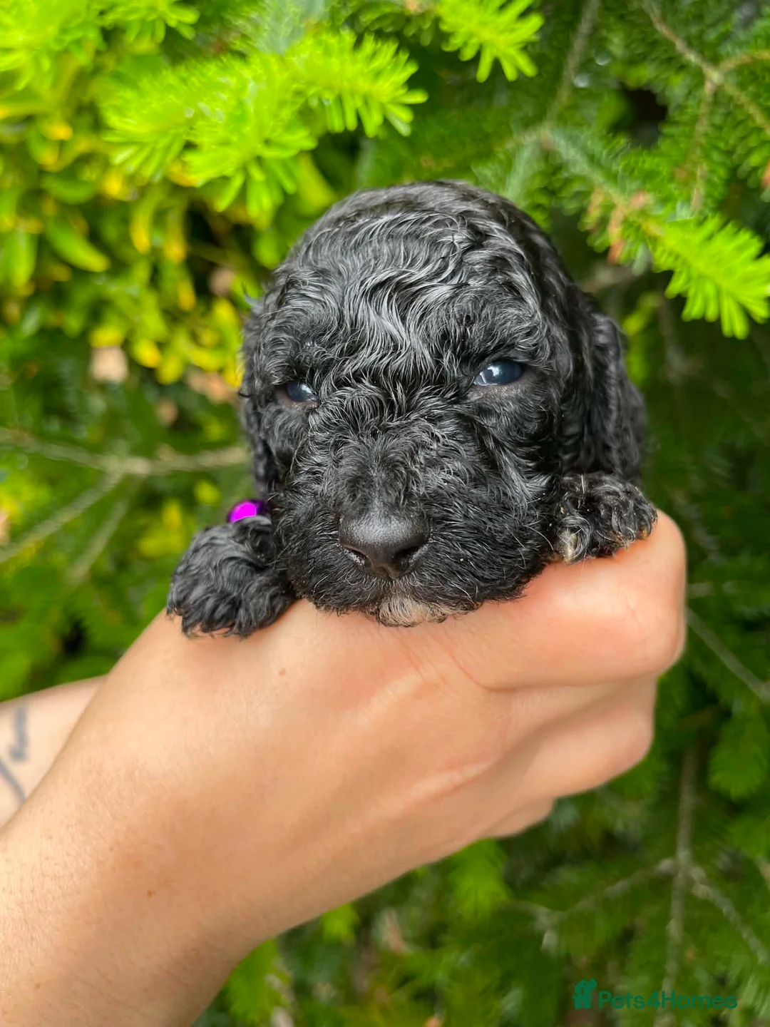 Cockapoo dogs for sale: Cockapoo - Advert 2