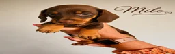 Miniature Dachshund dogs for sale: 4 chocolate & tan mini dachshunds all boys - Advert 4