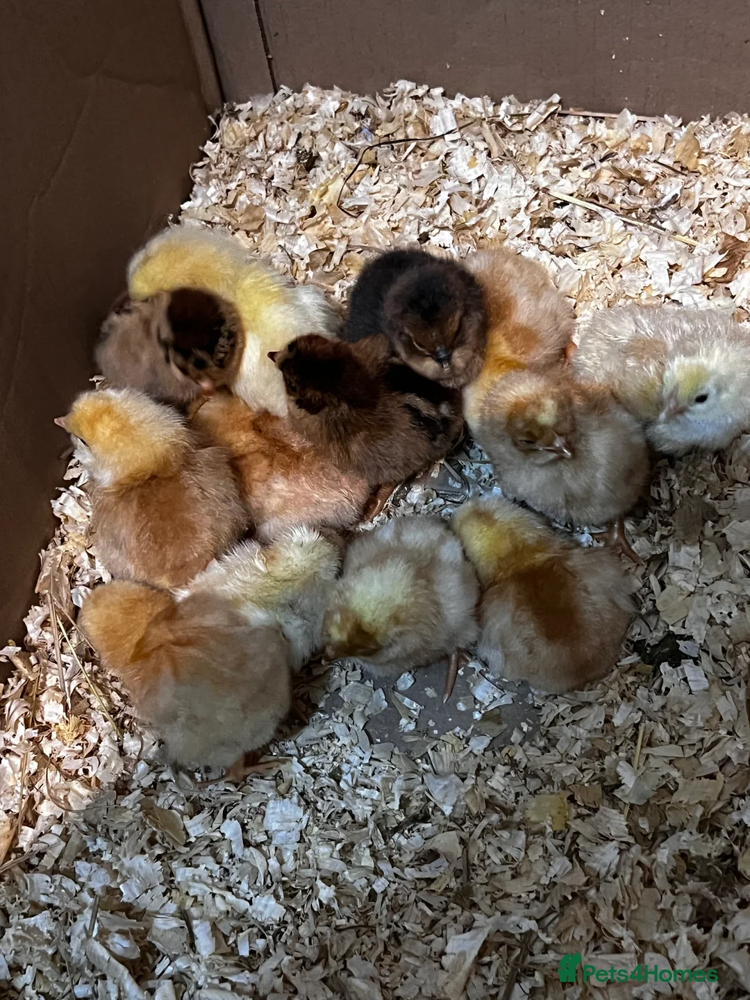 Mixed Breed poultry for sale: Fertile Hatching Eggs - Advert 3
