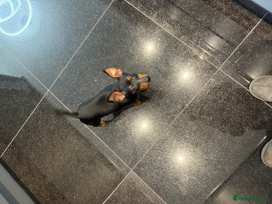 Miniature Pinscher dogs for sale: Pure 100% Miniature Pinscher-Licensed Breeder🐾❤️  - Advert 6