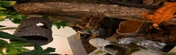 Gecko reptiles for sale: Crested gecko - orange female 🦎🍑 - Advert 6