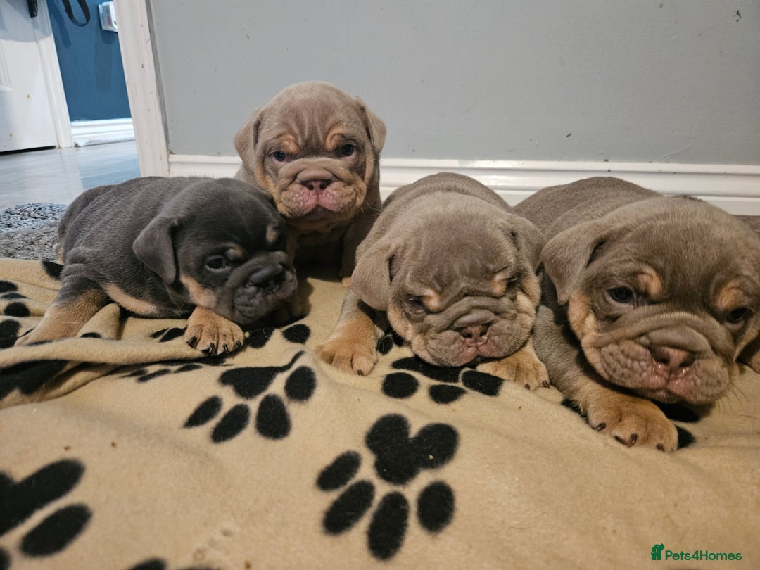 English Bulldog dogs for sale: 4 KC registered English bulldogs  - Advert 2