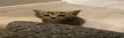 Mixed Breed cats for sale: 4 amazing kittens for sale  - Advert 1