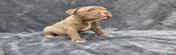 American Bully dogs for sale: Pocketbully puppy  - Advert 7