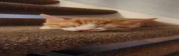 Mixed Breed cats for sale: Kittens ready to go in Frome - Advert 3