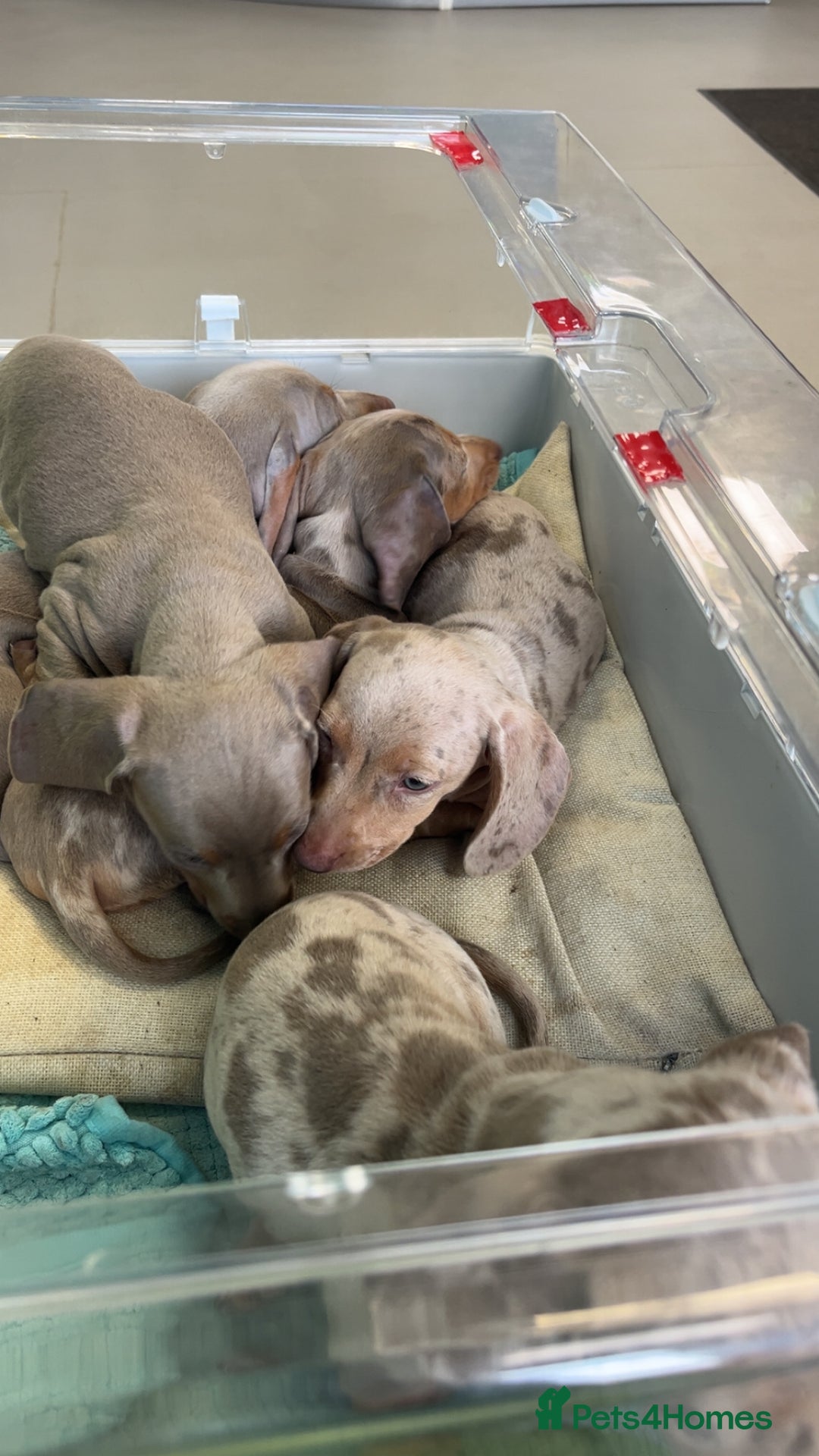 Miniature Dachshund dogs for sale: Mini dachshund’s puppies 8 weeks old - Advert 7