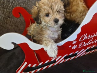 Maltipoo dogs MALTIPOO 🥰🥰 READY TO LEAVE - Advert 2