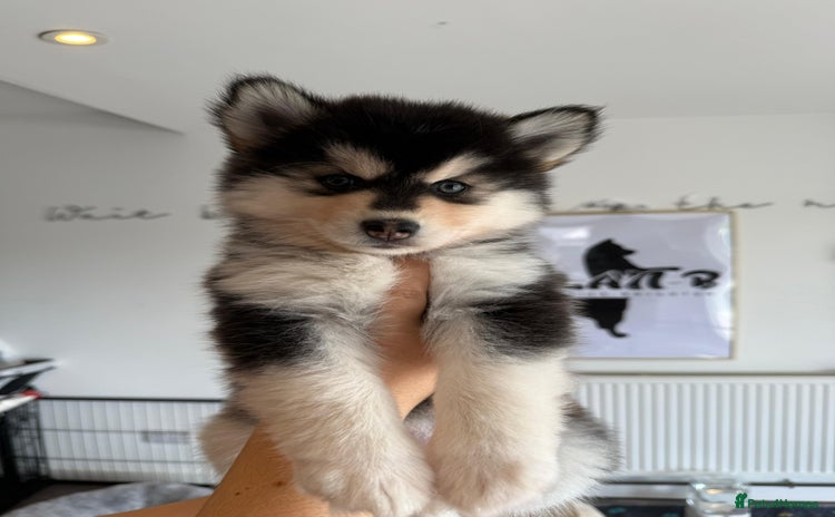Pomsky dogs - Advert 1