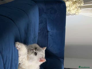 Persian cats Handsome grey tipped cat FOR STUD ONLY in Birmingham - Advert 19