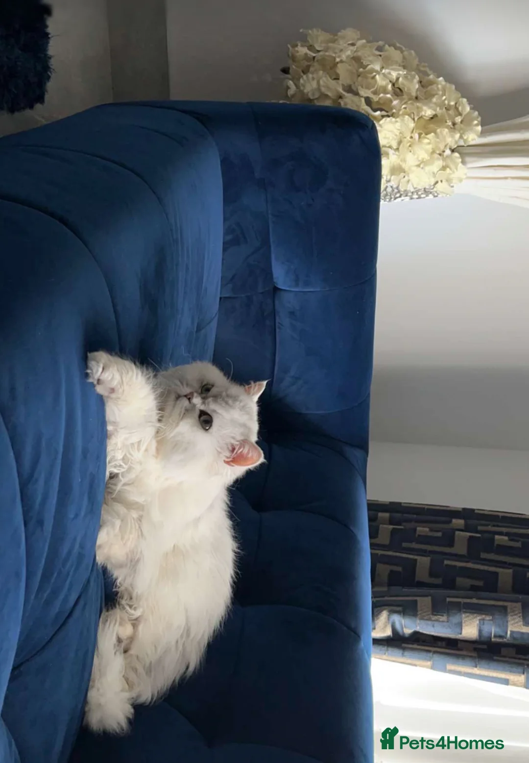 Persian cats for stud: Handsome grey tipped cat FOR STUD ONLY in Birmingham - Advert 1