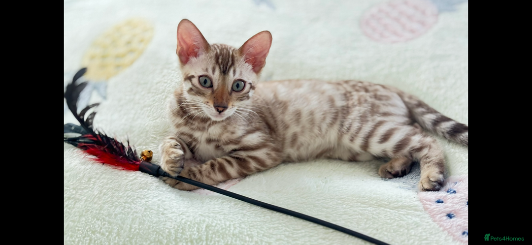 Bengal cats for sale: 🖤 TICA REGISTERED 🔥 ONLY 1 LEFT 🩶  - Image 11