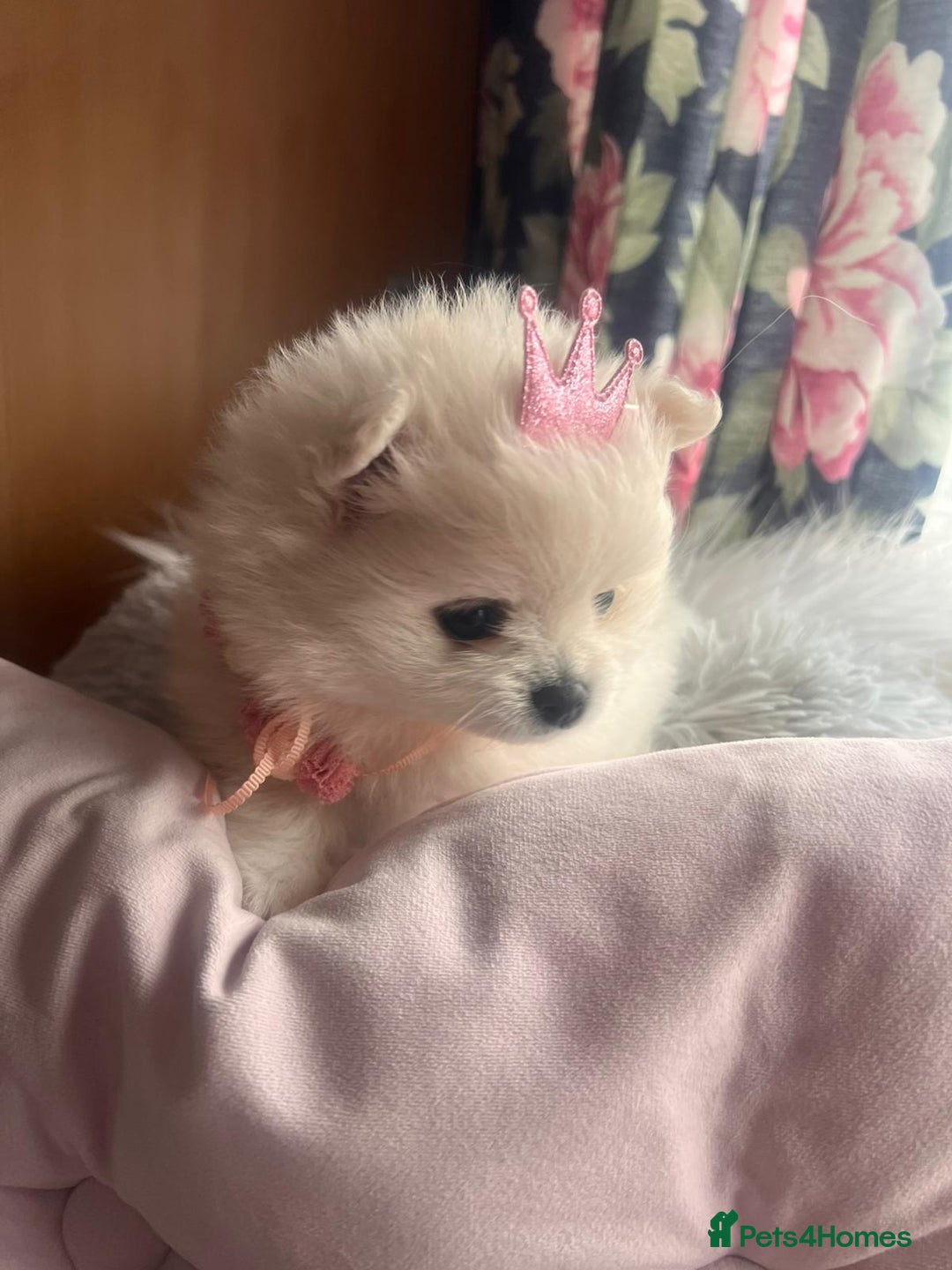 Pomeranian dogs for sale: Beautiful ** Pomeranian puppies  - Advert 11