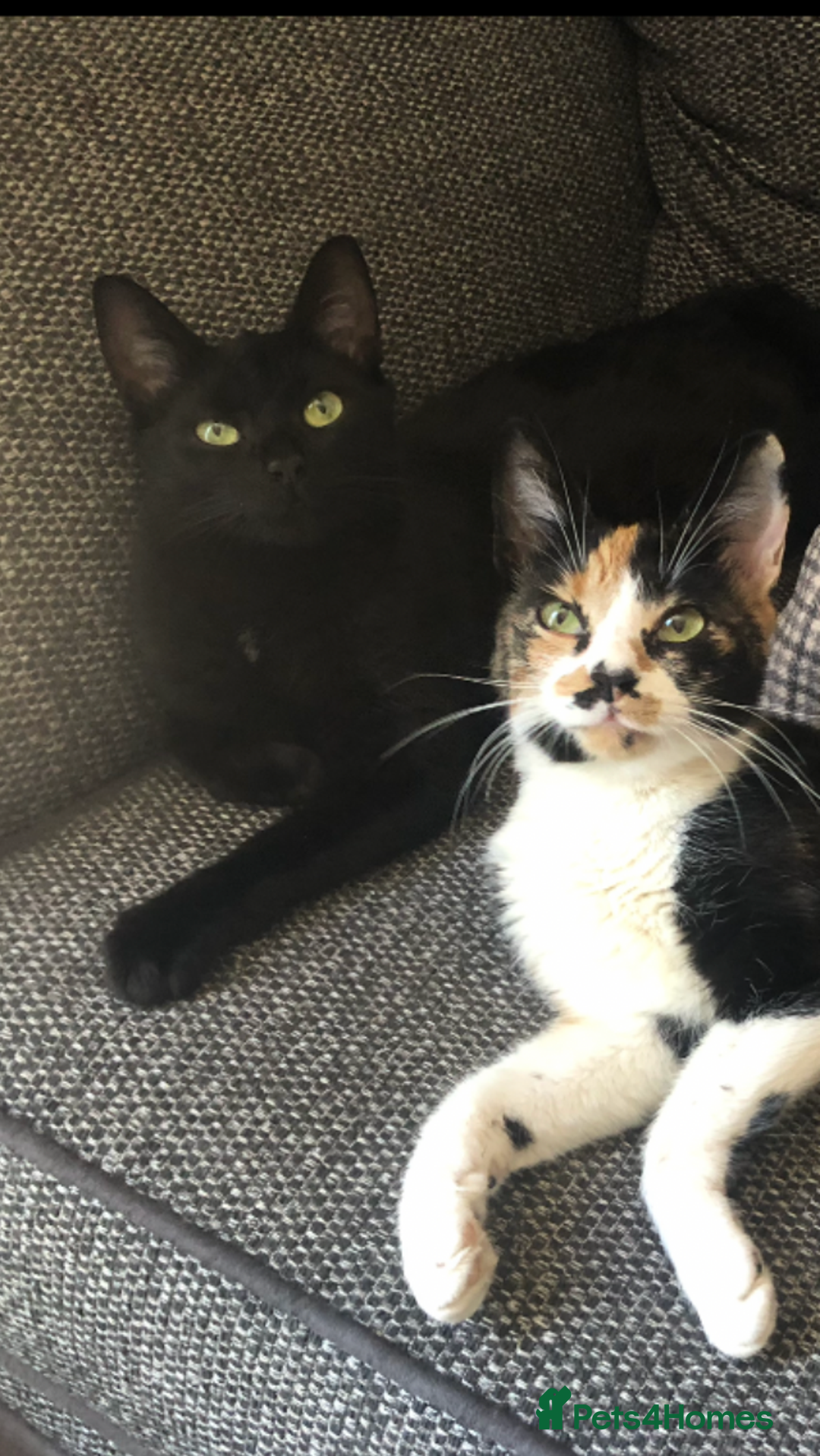 Mixed Breed cats for sale: Beautiful Female Cat - Image 2