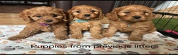 Cavapoo dogs for sale: Gorgeous F1 Cavapoo puppies. Health tested parents - Advert 14