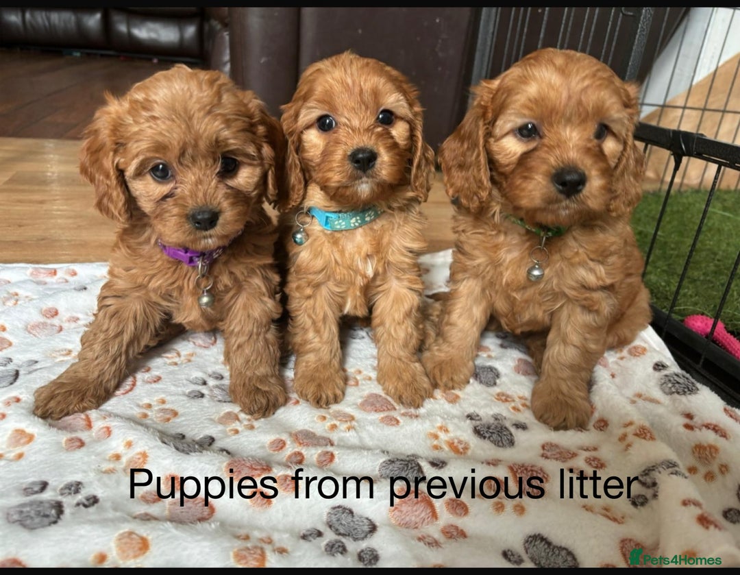 Cavapoo dogs for sale: Gorgeous F1 Cavapoo puppies. Health tested parents - Advert 14