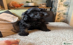 Cockapoo dogs for sale: LOVELY HEALTH TESTED F1 COCKERPOOS - Image 1
