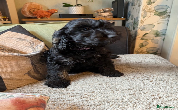 Cockapoo dogs - Advert 3
