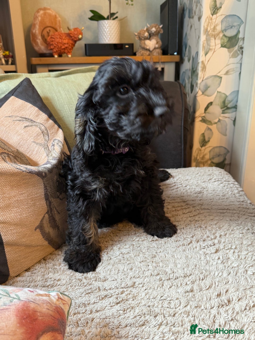 Cockapoo dogs for sale: LOVELY HEALTH TESTED F1 COCKERPOOS - Image 1