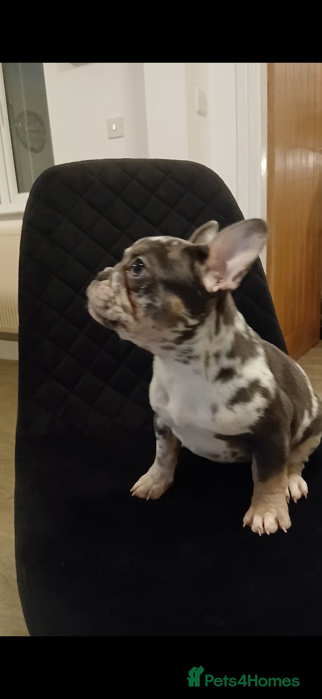 French Bulldog dogs for sale: KC French Bulldog Merles carrying fluffy. - Advert 3