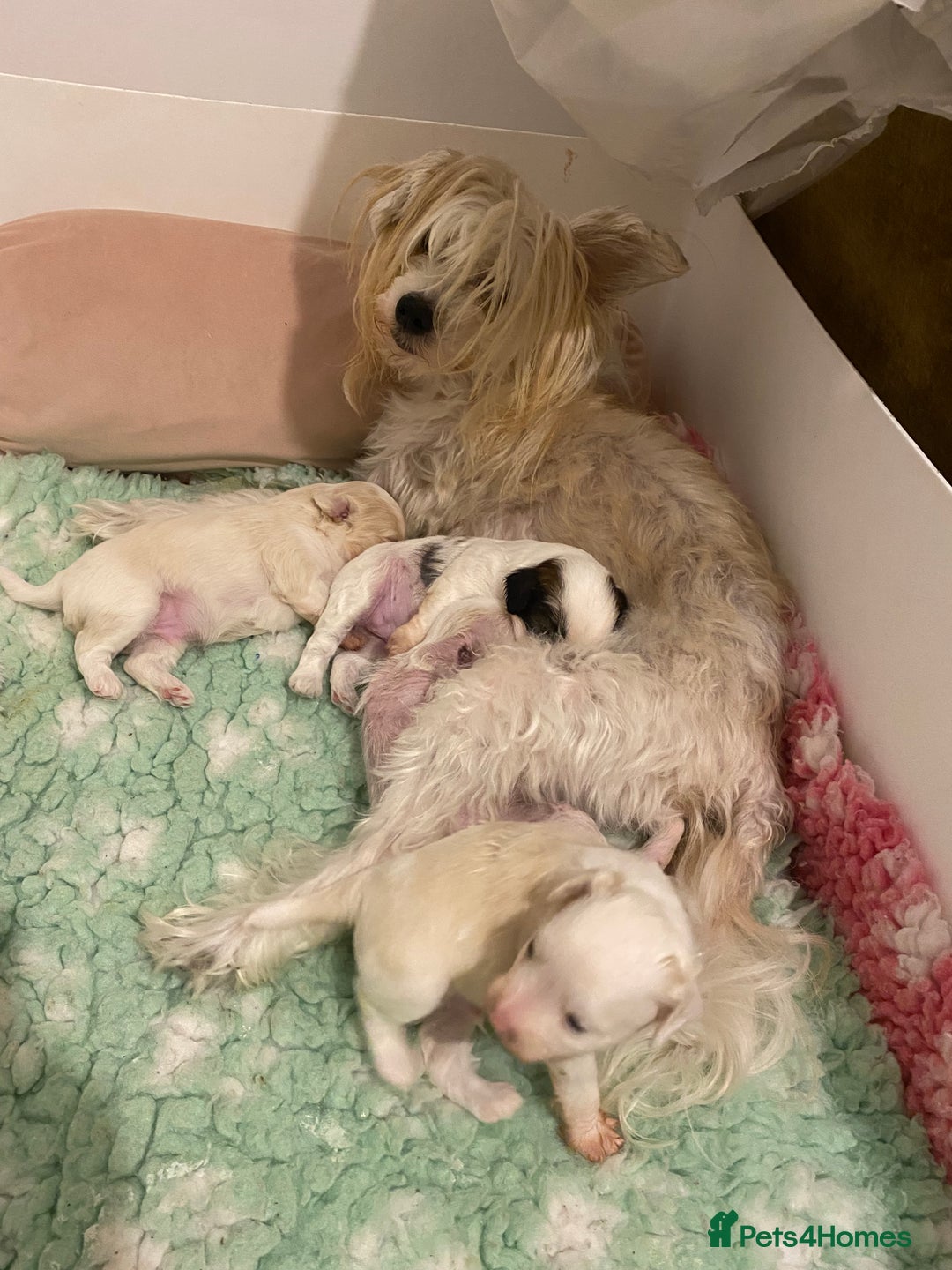 Chinese Crested dogs for sale: Chinese Crested puppies - Advert 2