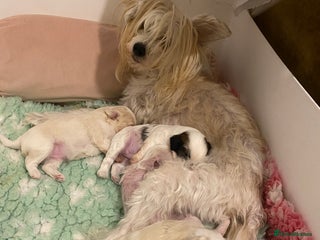 Chinese Crested dogs Chinese Crested puppies - Advert 2