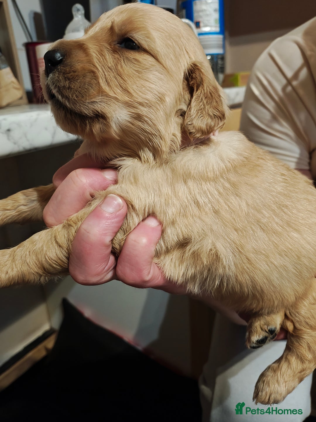 Golden Retriever dogs for sale: 10 Beautiful Golden Retriever puppies  - Advert 24